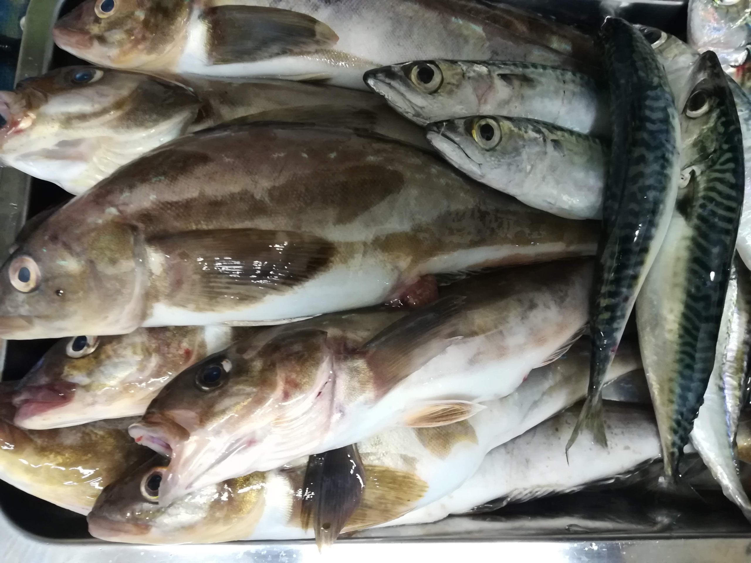 100均素材で作ったサビキでホッケに挑戦 釣り情報発信ブログ